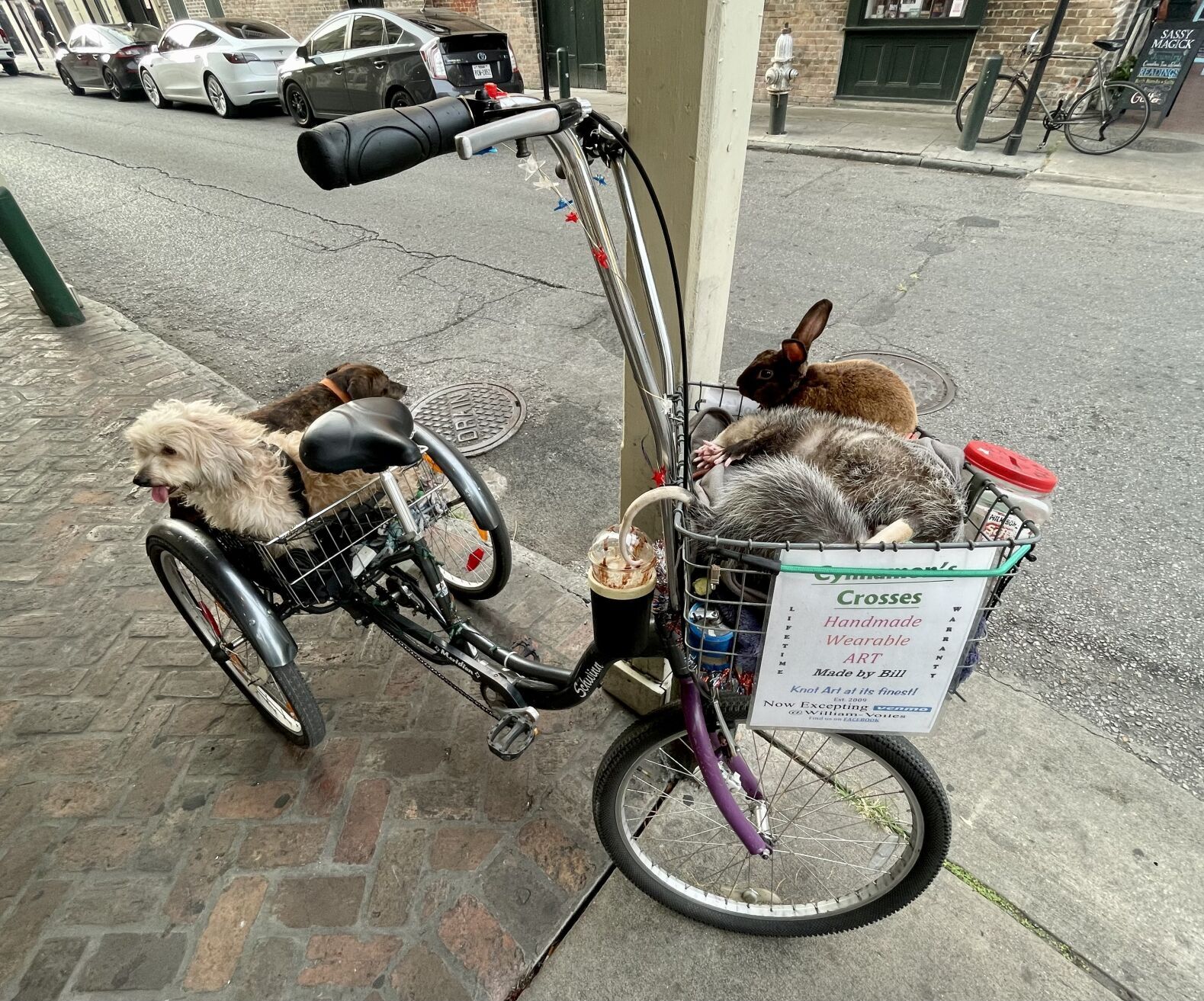 NO.opossum.022224